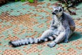 Madagascan lemur Royalty Free Stock Photo