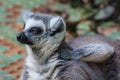 Madagascan lemur Royalty Free Stock Photo