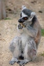 Madagascan ring tail Lemur Royalty Free Stock Photo