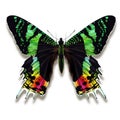 The Madagascan sunset moth with wings in green turquoise with yellow orange spots striped in black