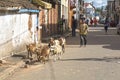 Madagascar. Antsirabe. Royalty Free Stock Photo