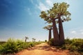 Madagascar. Baobab trees Royalty Free Stock Photo