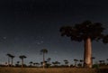 Madagascar. Baobab trees Royalty Free Stock Photo