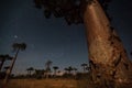 Madagascar. Baobab trees Royalty Free Stock Photo