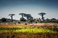Madagascar. Baobab trees Royalty Free Stock Photo