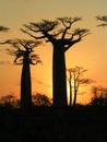 Madagascar Baobabs Royalty Free Stock Photo