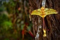 Madagascar big yellow butterfly. Comet moth, Argema mittrei, big yellow butterfly in the nature habitat, Andasibe Mantadia NP in Royalty Free Stock Photo