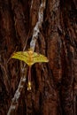 Madagascar big yellow butterfly. Comet moth, Argema mittrei, big yellow butterfly in the nature habitat, Andasibe Mantadia NP in Royalty Free Stock Photo