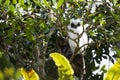 Madagascar bird Long-eared Owl Asio madagascariensis