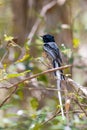 Madagascar bird Paradise-flycatcher, Terpsiphone mutata