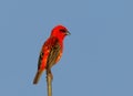 Madagascar bird red fody, wildlife Royalty Free Stock Photo