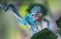 Blue chameleon snacking on worms