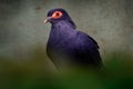 Madagascar blue pigeon, Alectroenas madagascariensis, rainforest in eastern, central, and northern Madagascar. Dark blue violet