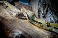 Madagascar boa in tropical forest Royalty Free Stock Photo