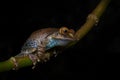 Madagascar Bright-eyed Frog, Boophis madagascariensis, Ranomafana NP