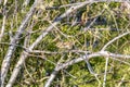 Madagascar Brush Warbler, Nesillas typica, Anakao, Madagascar wildlife Royalty Free Stock Photo