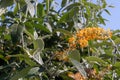 Africa: Madagascar Butterfly Bush Buddleja madagascariensis, flowering in the sun