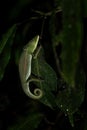 Madagascar chameleon - Calumma glawi