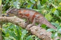 Africa: Madagascar chameleon sticky tongue