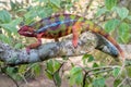 Africa: Madagascar panther chameleon Furcifer pardalis, stealthily blending in Royalty Free Stock Photo