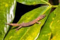 Madagascar Clawless Gecko, Ebenavia inunguis juvenile, Ranomafana National Park, Madagascar wildlife