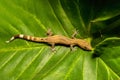 Madagascar Clawless Gecko, Ebenavia inunguis, Ranomafana National Park, Madagascar wildlife