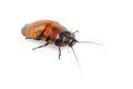 Madagascar cockroach Royalty Free Stock Photo
