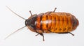 Madagascar cockroach Royalty Free Stock Photo