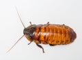 Madagascar cockroach Royalty Free Stock Photo