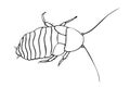 Madagascar cockroach, macro of insects. Pest control. Vector outline illustration in cartoon doodle style, isolated