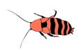 Madagascar cockroach, macro of insects. Pest control. Vector outline illustration in cartoon doodle style, isolated