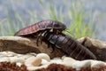 Madagascar cockroaches crawling on the log