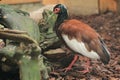 Madagascar crested ibis