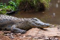 Madagascar Crocodile, Crocodylus niloticus Royalty Free Stock Photo