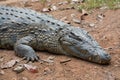 Madagascar Crocodile, Crocodylus niloticus Royalty Free Stock Photo