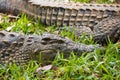Madagascar Crocodile, Crocodylus niloticus Royalty Free Stock Photo