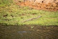 Madagascar Crocodile, Crocodylus niloticus madagascariensis, Lake reservation in Ankarana, Madagascar Royalty Free Stock Photo