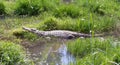 Madagascar Crocodile, Crocodylus niloticus Royalty Free Stock Photo