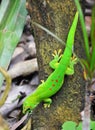 Madagascar day gecko