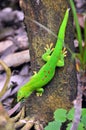 Madagascar day gecko