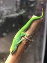 Madagascar gecko Phelsuma Grandis