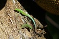 Madagascar day gecko (Phelsuma madagascariensis) Royalty Free Stock Photo