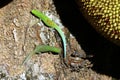 Madagascar day gecko (Phelsuma madagascariensis) Royalty Free Stock Photo