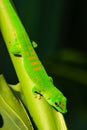 Madagascar Day Gecko - Phelsuma madagascariensis