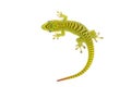 Madagascar Day Gecko Royalty Free Stock Photo