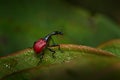 Madagascar endemic beetle. Giraffe weevil, Trachelophorus giraffa, black and red beetle insect on the green leaf. Giraffe weevil