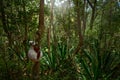 Madagascar endemic wildlife. Africa nature. Coquerel's sifaka, Monkey in habitat. Wild
