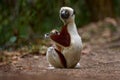 Madagascar endemic wildlife. Africa nature. Coquerel\'s sifaka, Ankarafantsika NP. Monkey in habitat. Wild