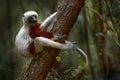 Madagascar endemic wildlife. Coquerel\'s sifaka, Propithecus coquereli, Ankarafantsika NP. Monkey in habitat. Wild
