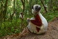 Madagascar endemic wildlife. Africa nature. Coquerel\'s sifaka, Ankarafantsika NP. Monkey in habitat. Wild